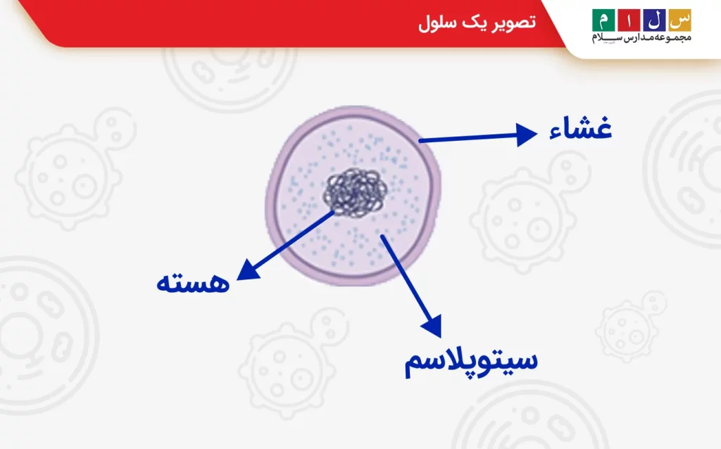 سلول چیست کلاس چهارم