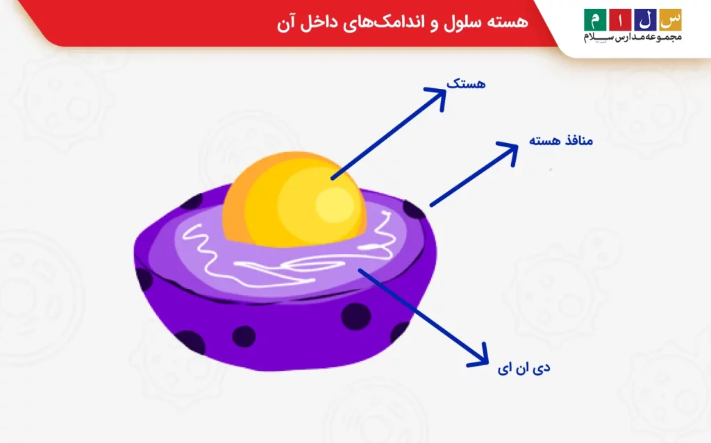 هسته سلول و اندامک‌های داخل آن
