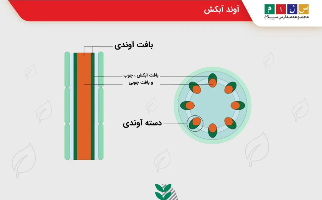 آوند آبکش چیست؟