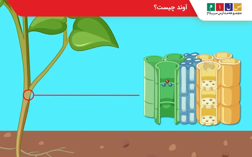 توضیح آوند گیاه چیست برای علوم مدارس