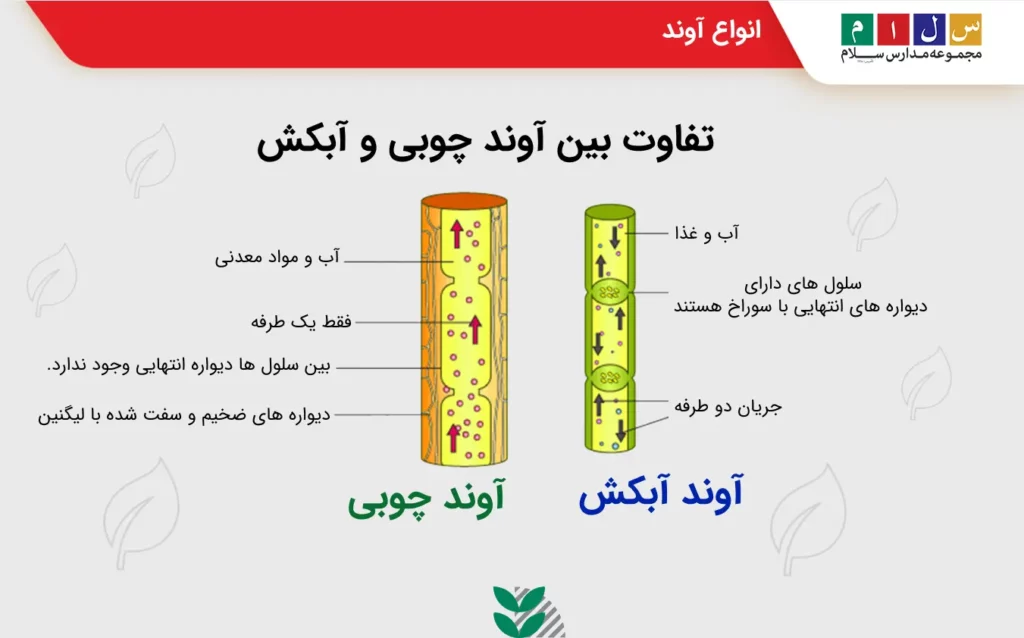 معرفی انواع آوند چوبی و آبکش