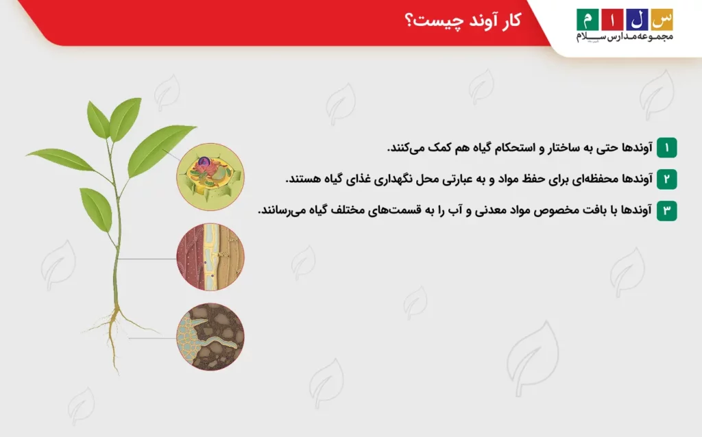 توضیح کار آوند در گیاه چیست علوم هفتم