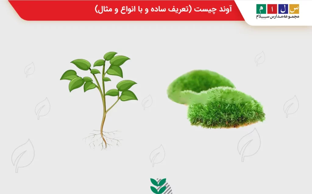 بررسی انواع گیاهان آونددار و بدون آوند