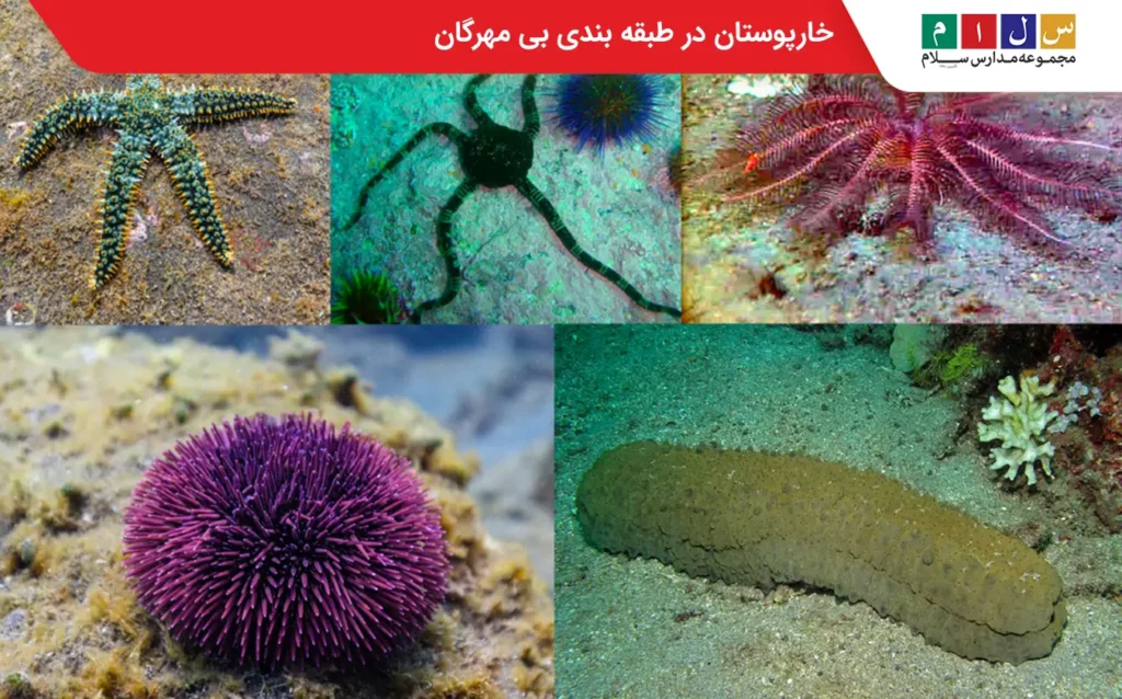 خارپوستان در طبقه بندی بی مهرگان