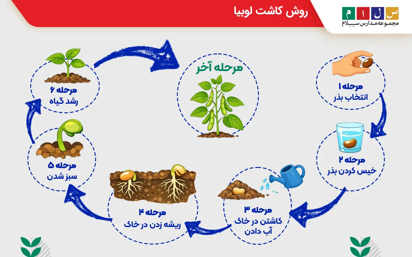 اینفوگرافیک مراحل کاشت لوبیا برای کلاس اول