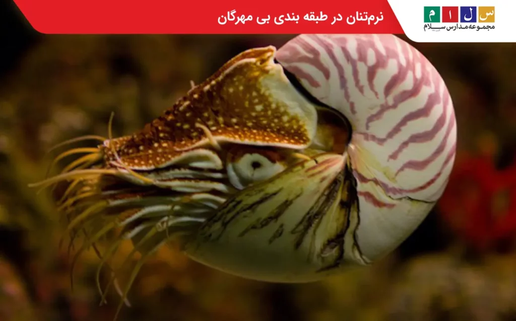 نرم تنان در طبقه بندی بی مهرگان