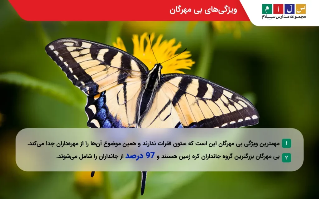 بررسی ویژگی های بی مهرگان