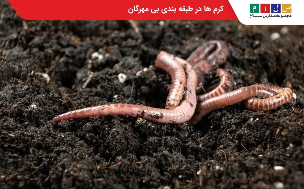 کرم ها در طبقه بندی بی مهرگان