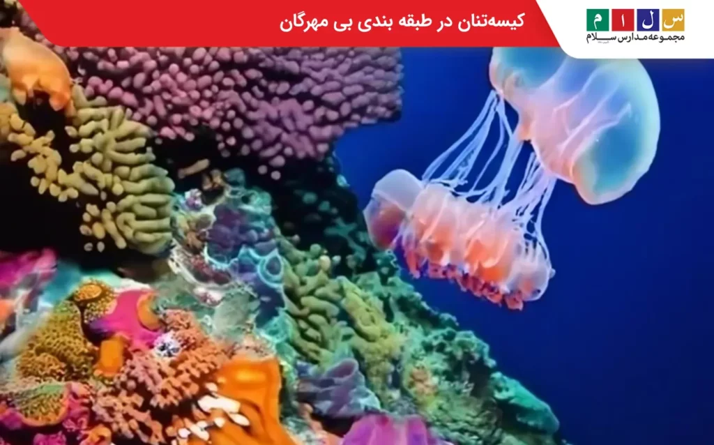 کیسه تنان در طبقه بندی بی مهرگان