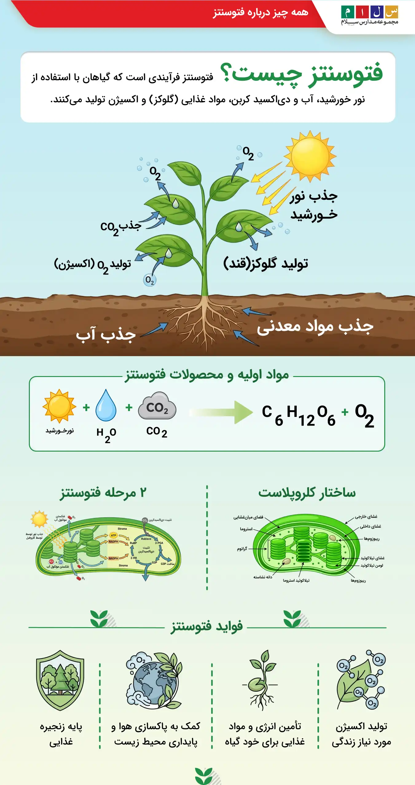 اینفوگرافی همه چیز درباره فتوسنتز