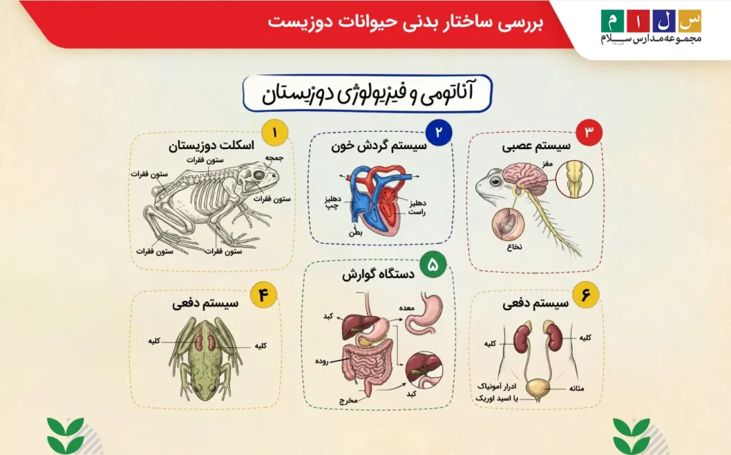بررسی ساختار بدنی حیوانات دوزیست