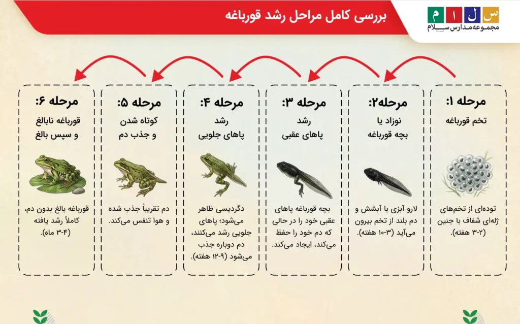 مراحل کامل رشد قورباغه