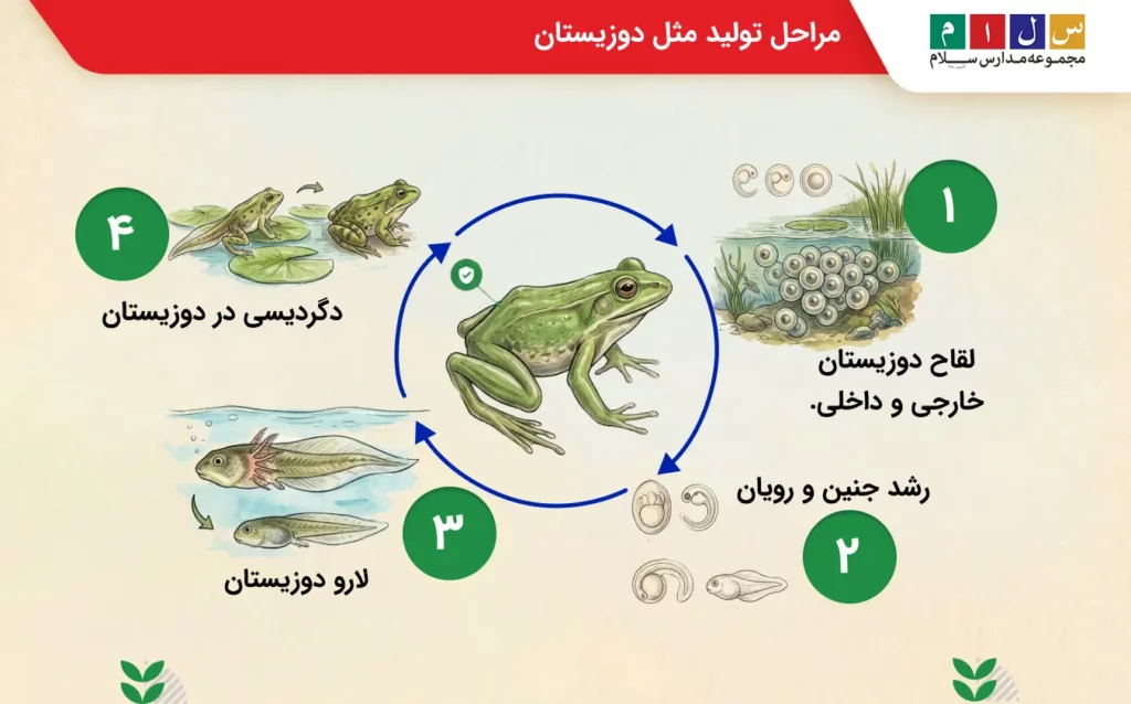 توضیح دوزیستان چگونه تنفس میکنند؟