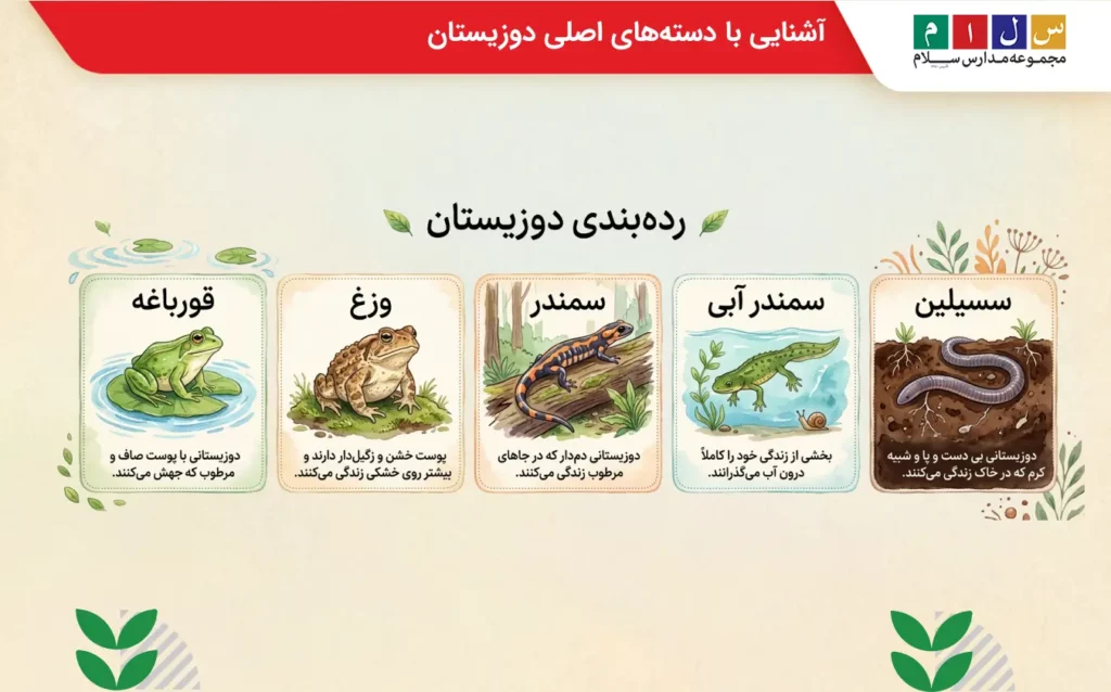 توضیح سمندر و سسیلین در چه گروهی هستند؟