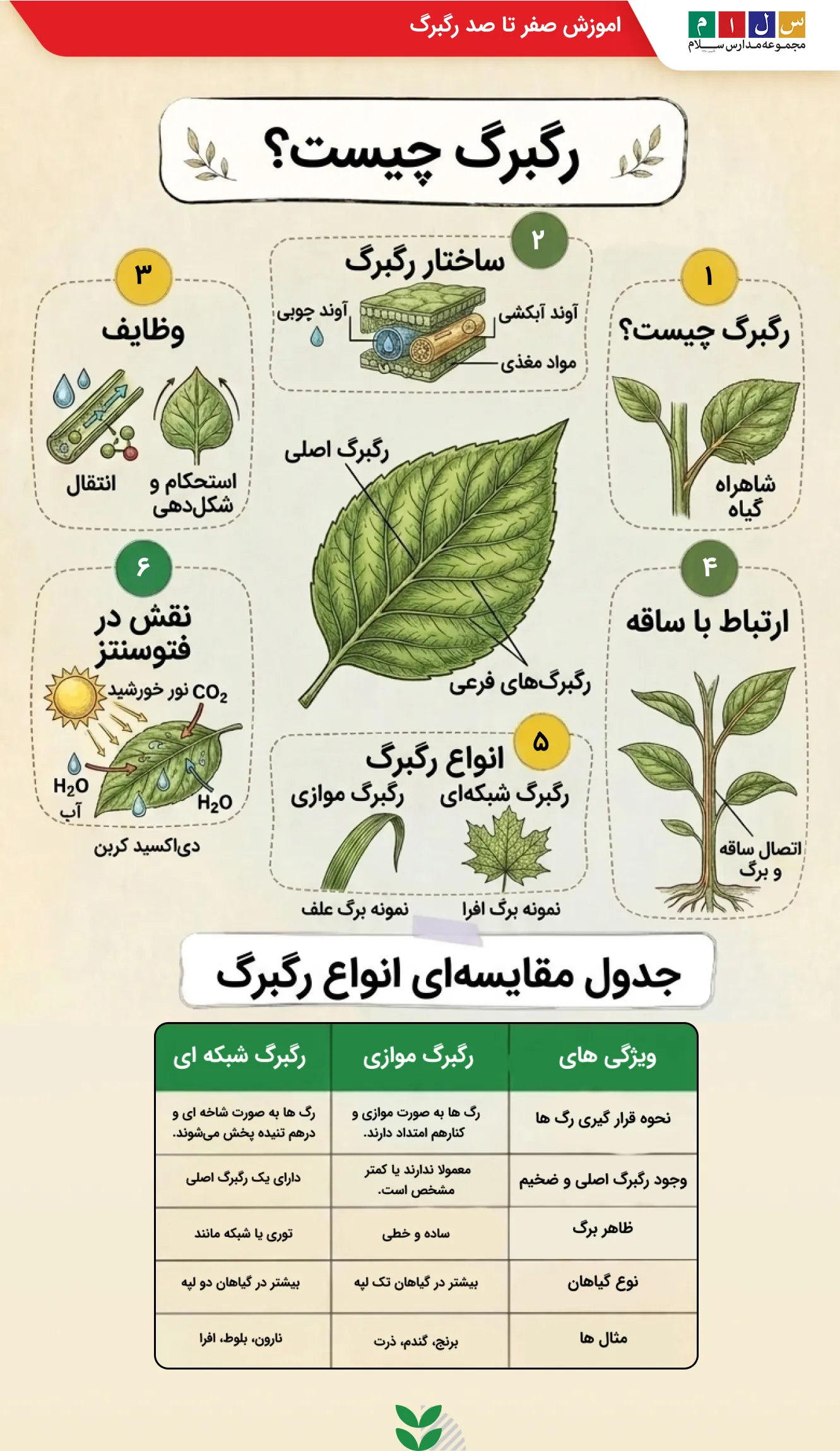 اینفوگرافیک آموزشی ساختار رگبرگ