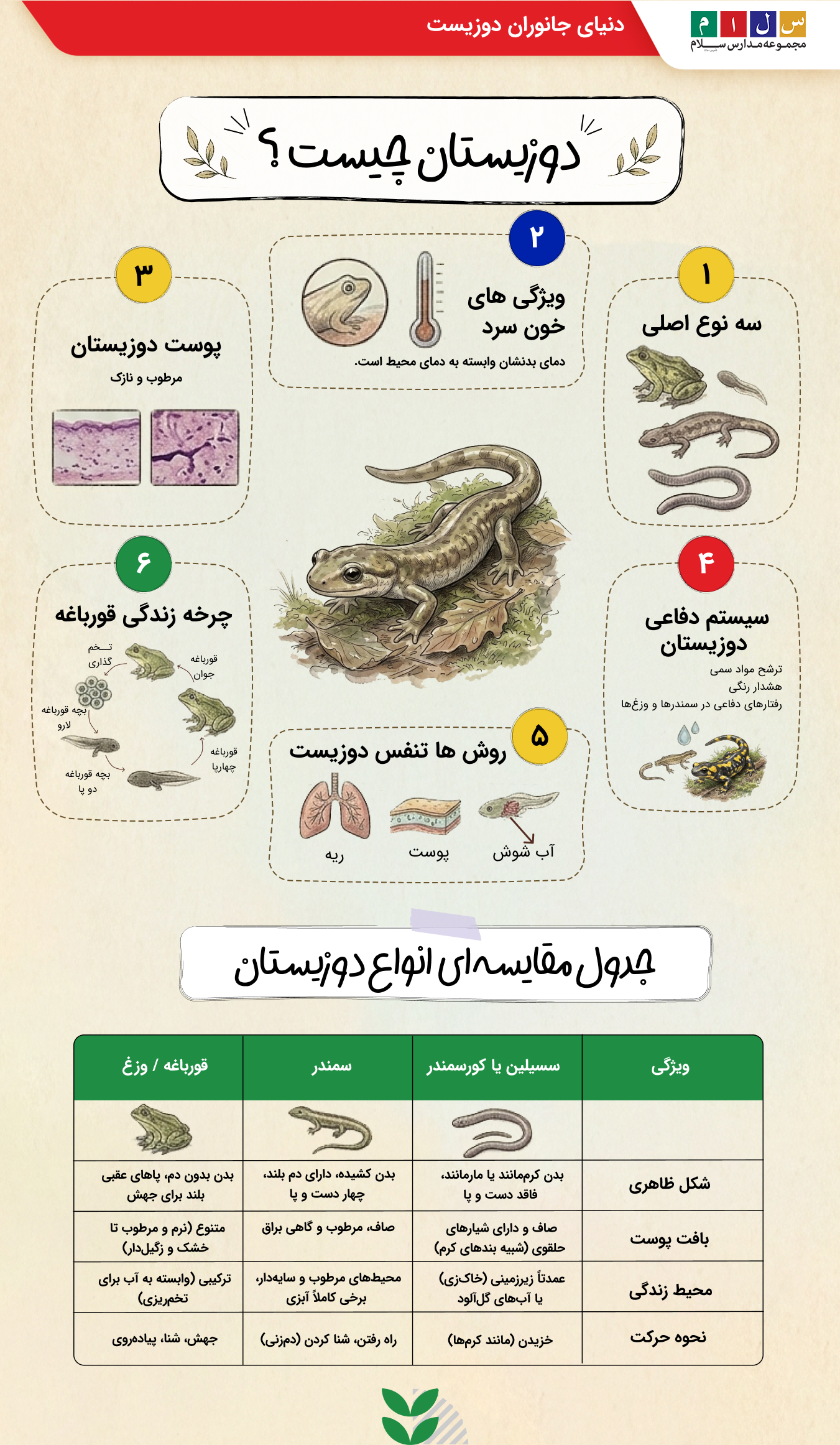اینفوگرافی تصویری تعریف دوزیستان سه نوع اصلی دوزیست ویژگی دوزیستان چرخه زندگی قورباغه سیستم دفاعی دوزیستان