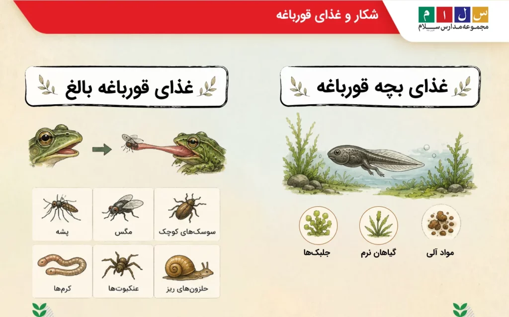 قورباغه چگونه شکار میکند؟ غذای قورباغه بالغ چیست؟