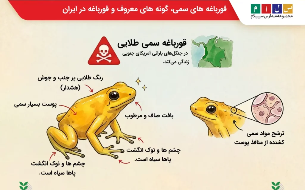 تحقیق درباره قورباغه از گونههای مختلف