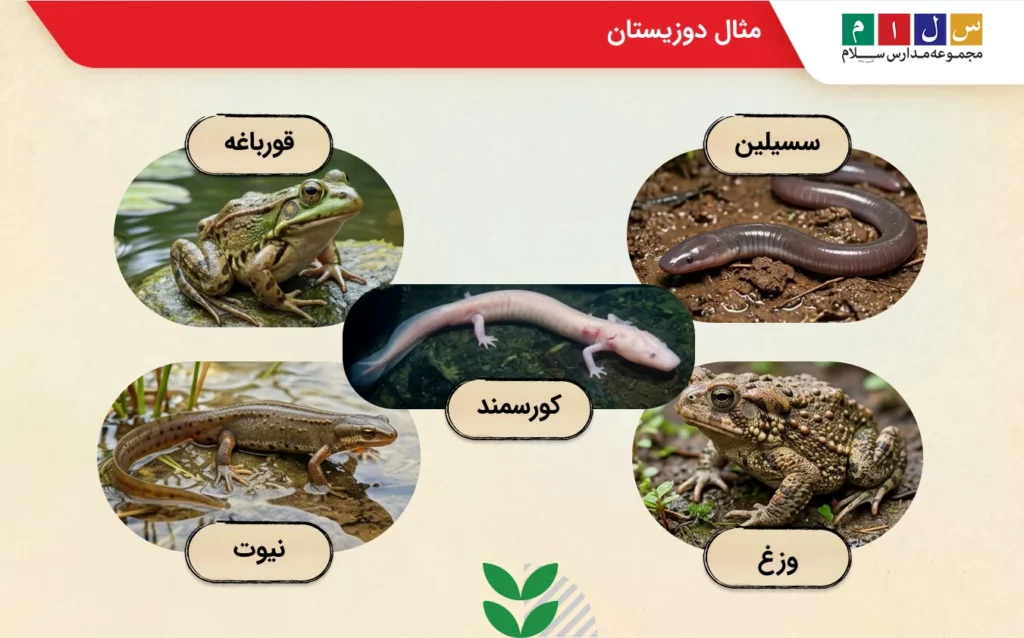 نمایش تصویری مثال از دوزیستان قورباغه، وزغ،نیوت،کورسمند،سسیلین.
