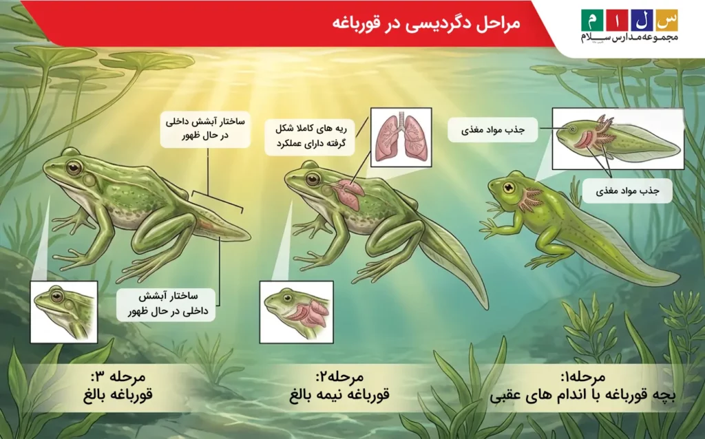 بررسی کامل مراحل رشد قورباغه