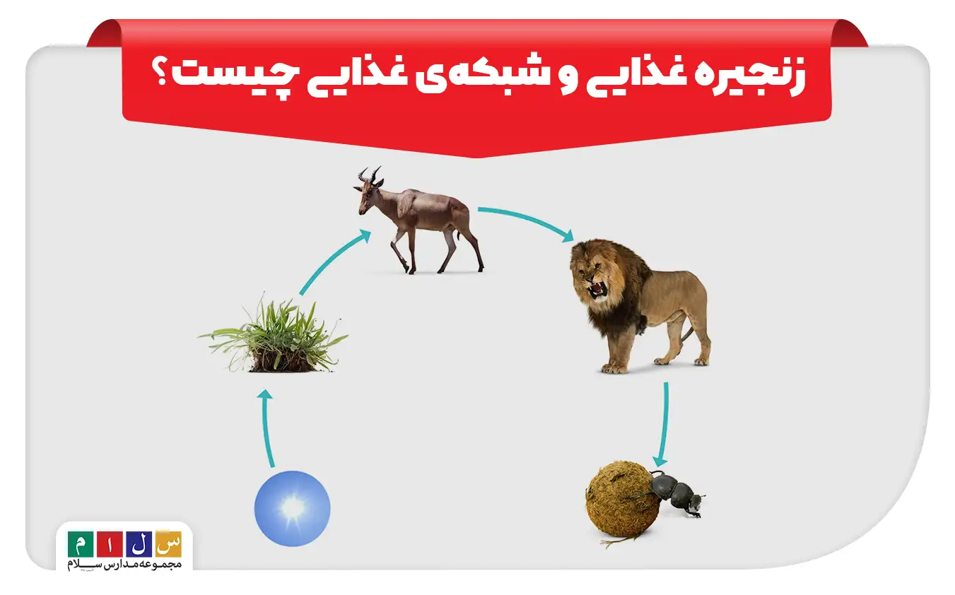 زنجیره غذایی و شبکه‌ی غذایی چیست؟