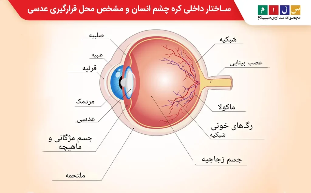 اجزای داخلی کره چشم انسان و جایگاه عدسی در‌آن
