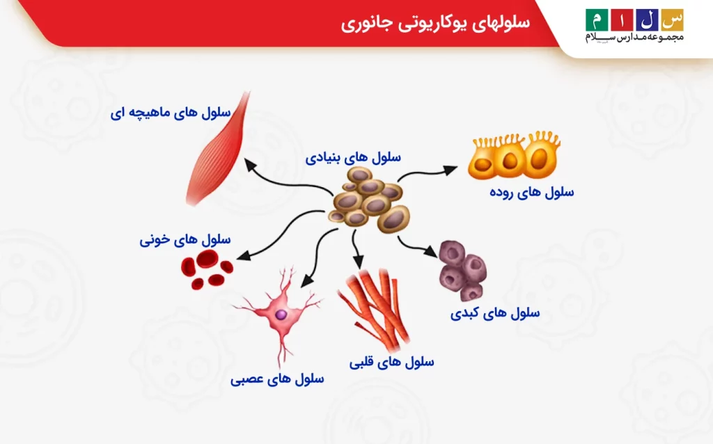 سلولهای یوکاریوتی جانوری
