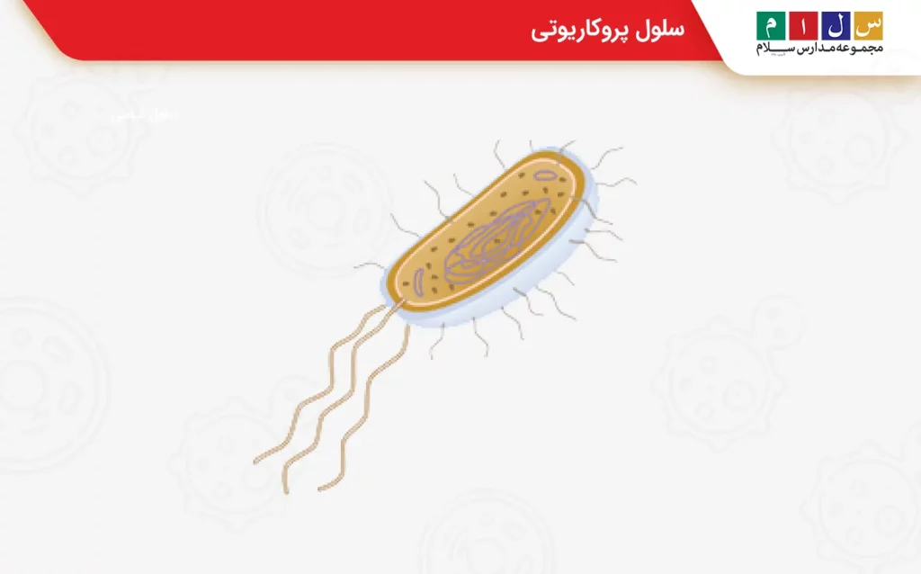 یک سلول پروکاریوتی
