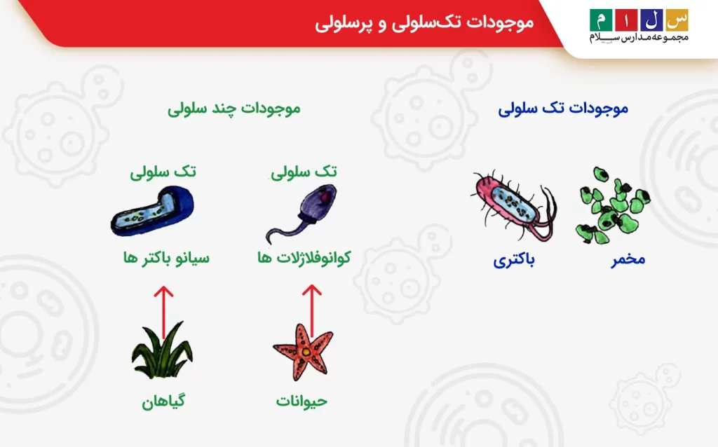 موجودات تک‌سلولی و پرسلولی