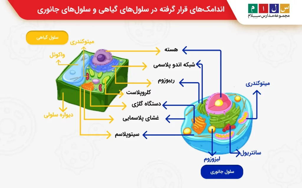 یک سلول پروکاریوتی
