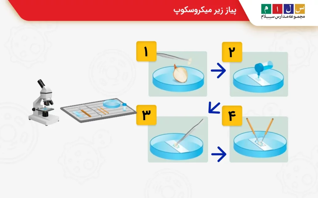 پیاز زیر میکروسکوپ
