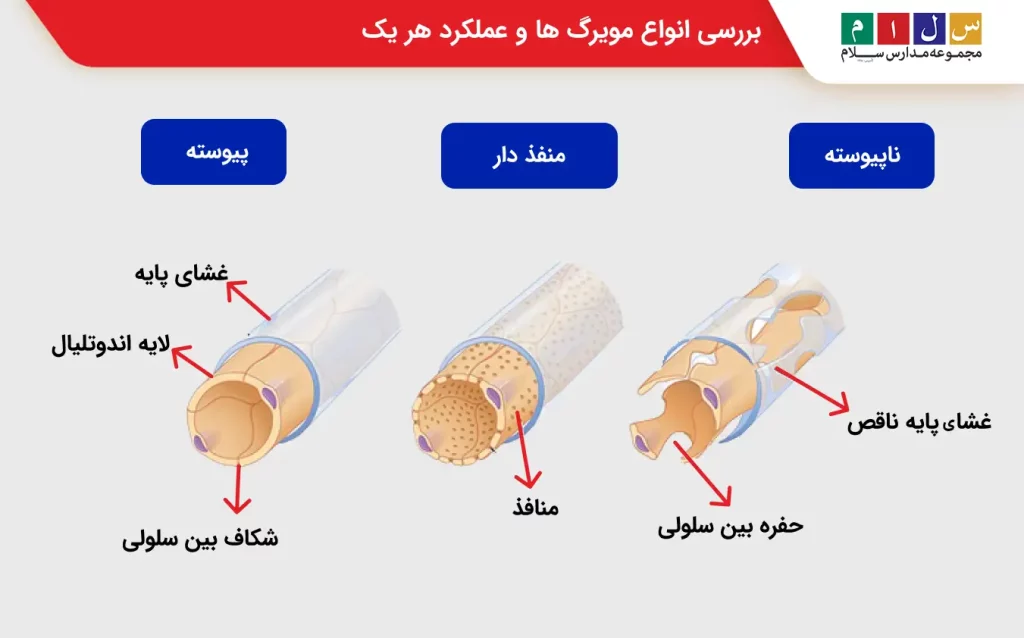 مویرگ ها زیست دهم