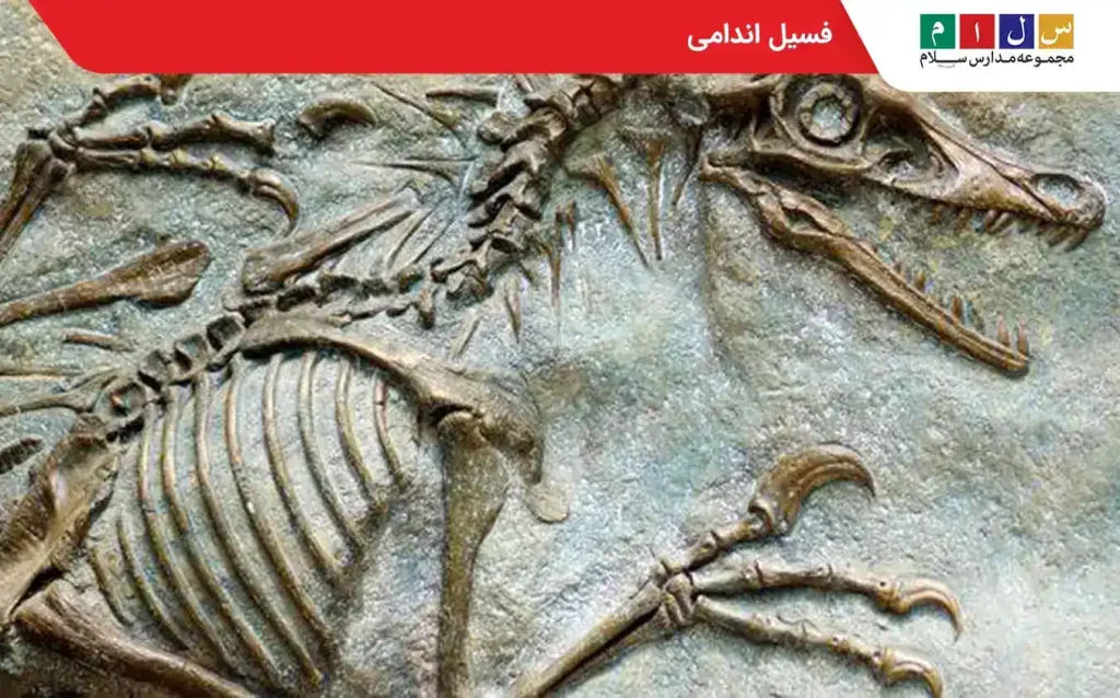 فسیل اندامی 
