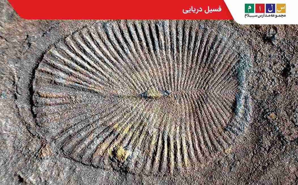 فسیل ماهی چیست؟
