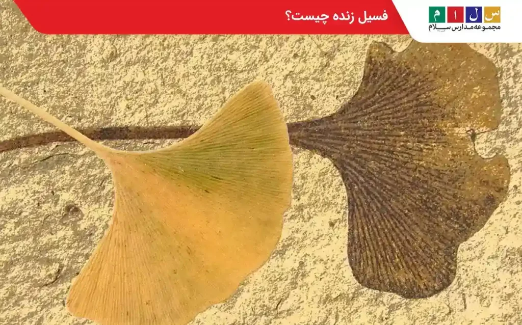  فسیل زنده چیست؟
