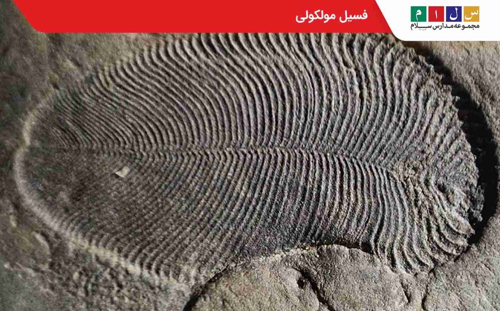 فسیل مولکولی 
