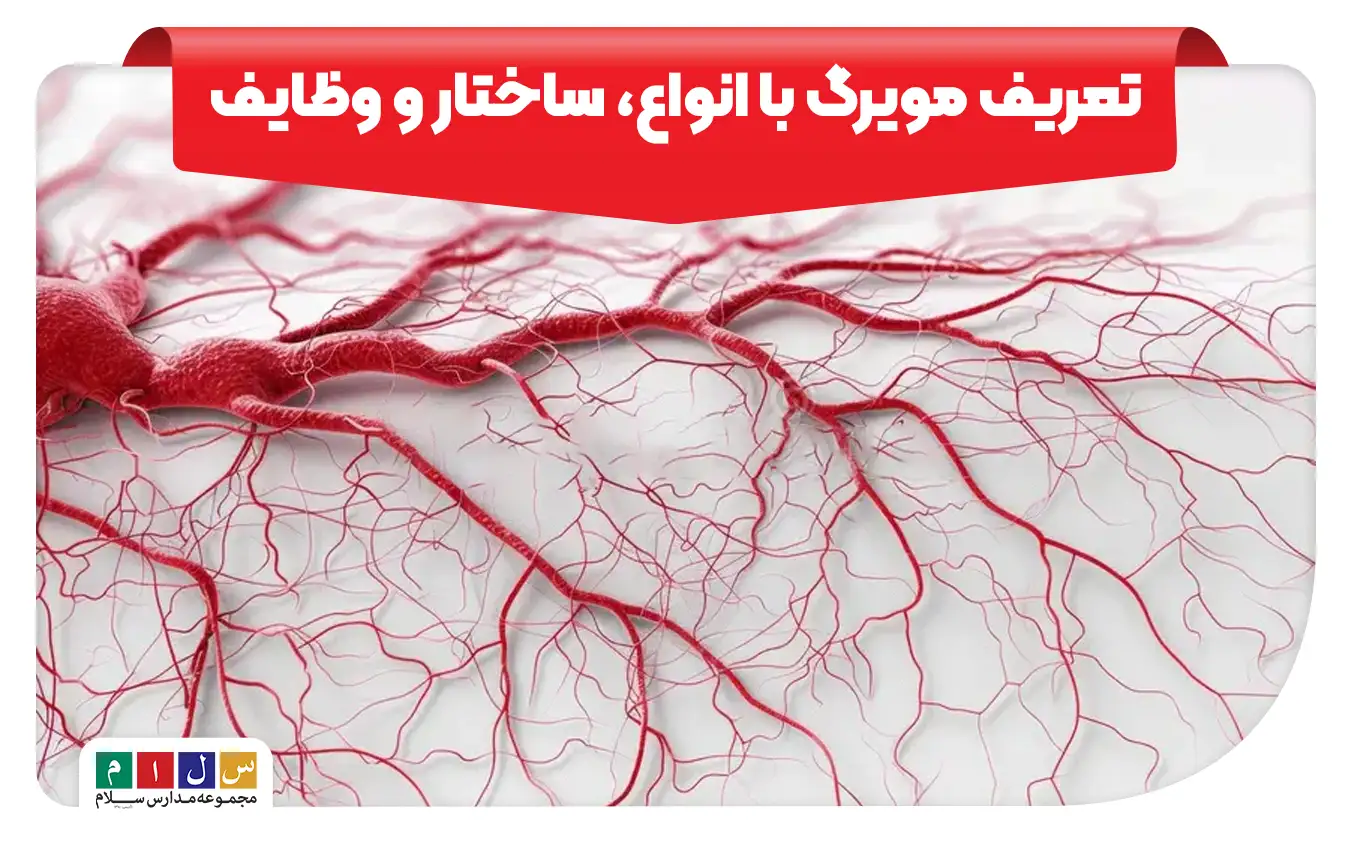 مویرگ چیست کلاس چهارم