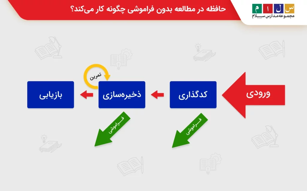 حافظه در مطالعه بدون فراموشی چگونه کار می‌کند؟
