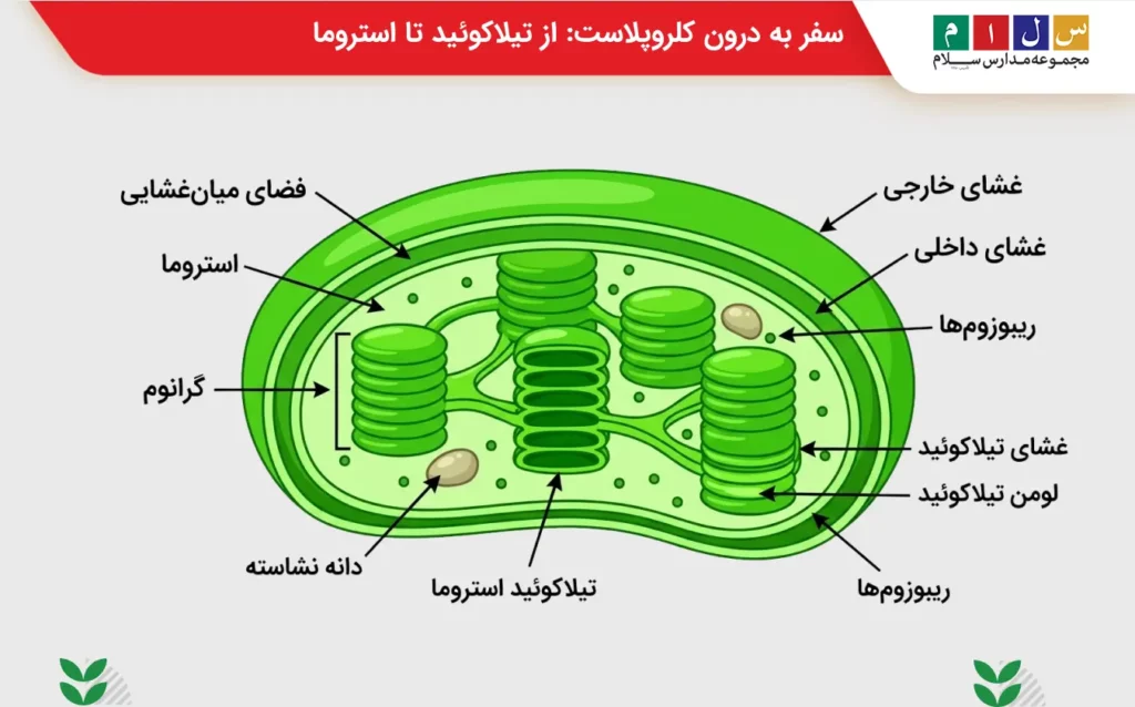ساختار و جزئیات کلرو پلاست، محل انجام فتوسنتز به صورت تصویری