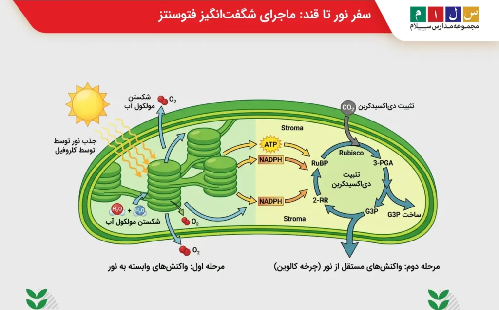 مراحل فتوسنتز مرحله اول فتوسنتز تبدیل انرژی نور به انرژی شیمیایی است و در مرحله دوم این انرژی برای تولید مواد آلی به کار میرود.