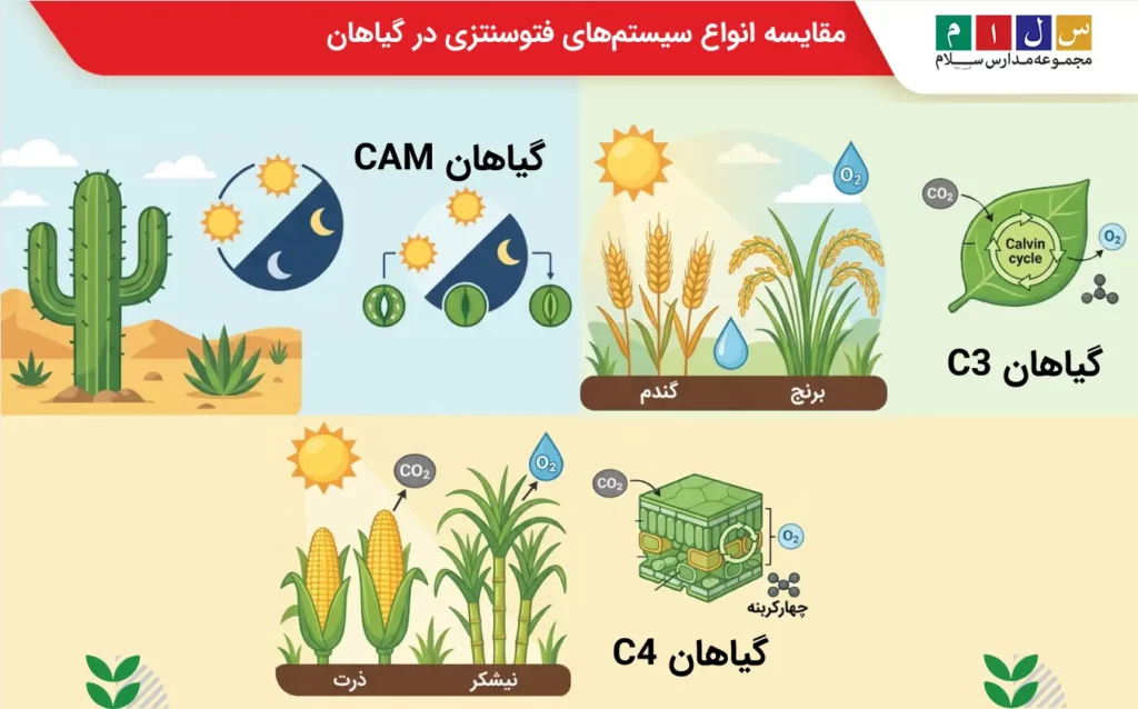 مقایسه انواع سیستمهای فتوسنتزی در گیاهان با مثال و به صورتی تصویری
