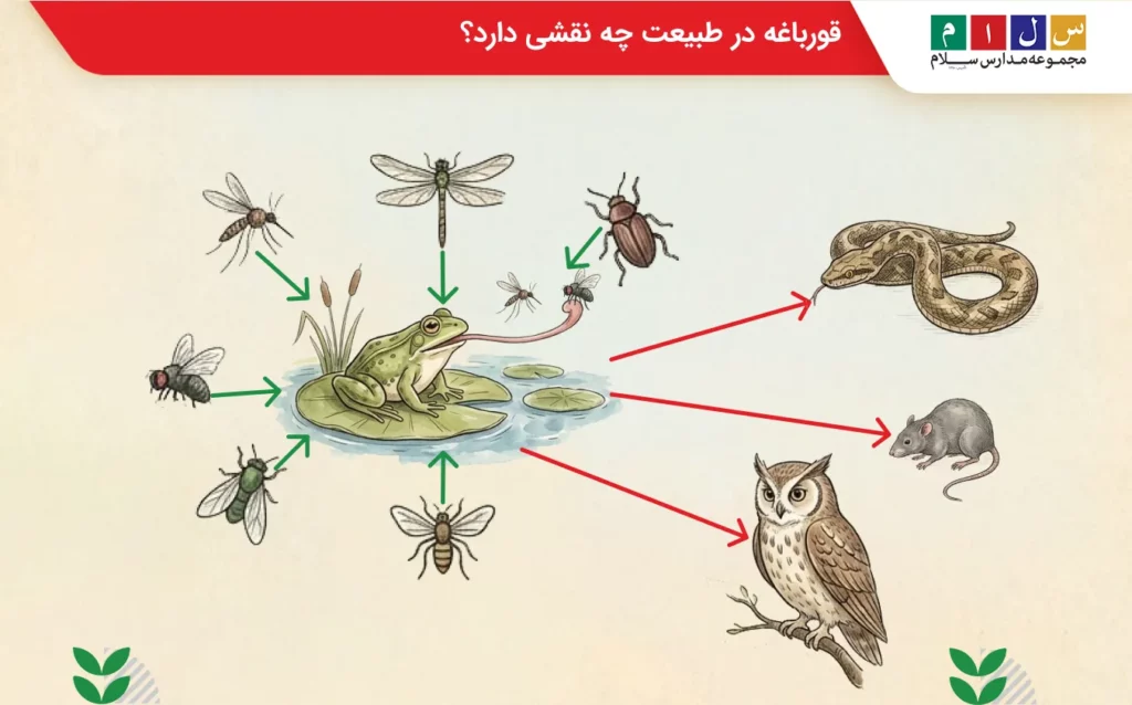 نقش قورباغه ها در طبیعت