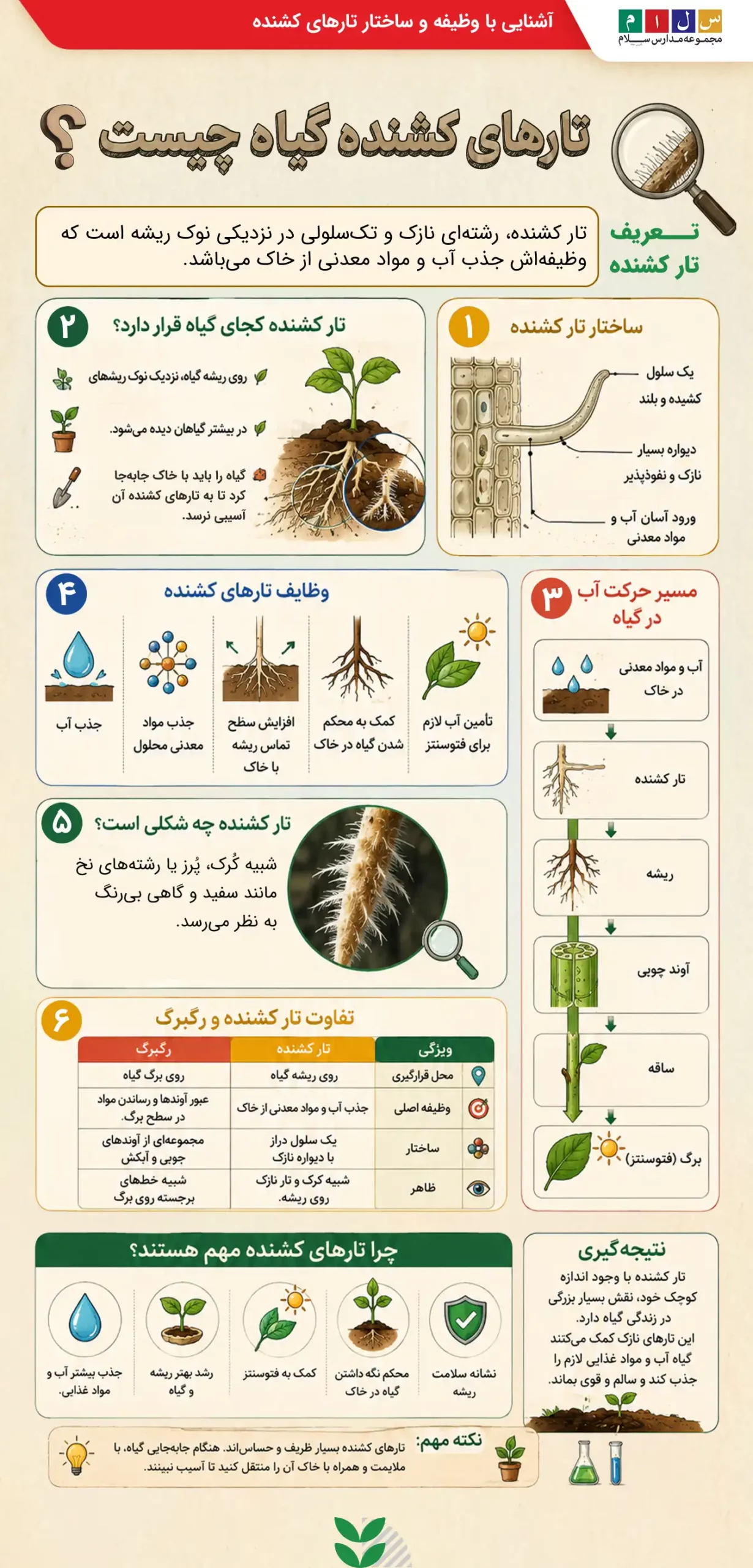 ایفنوگرافی آموزش کامل تارهای کشنده گیاه چیست
تعریف، ساختار، تفاوت تارکشنده و رگبرگ، اهمیت تارهای کشنده و مسیر حرکت آب در گیاه