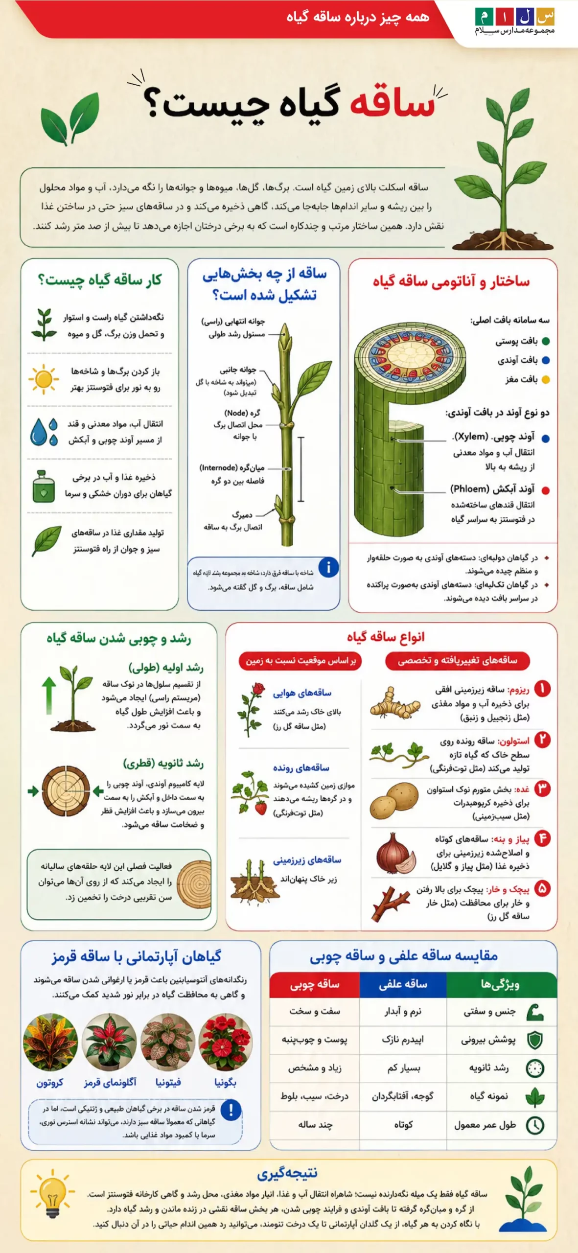 اینفوگرافی تصویر اموزش جامع ساقه گیاه