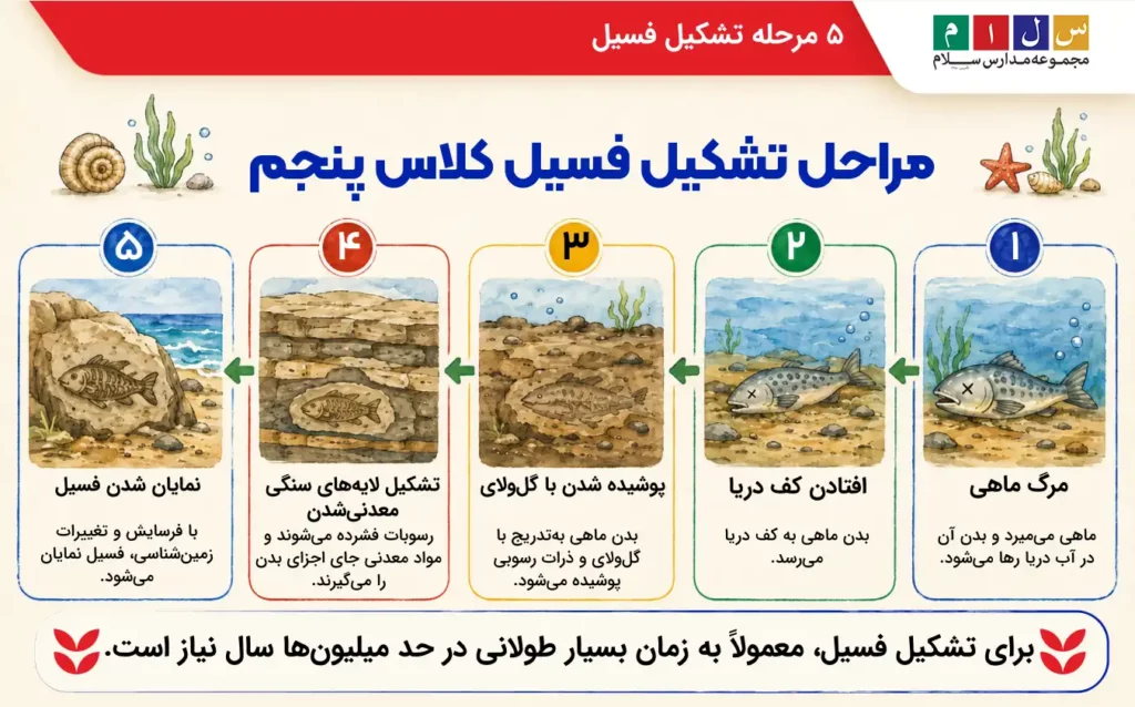 مراحل تشکیل فسیل کلاس پنجم